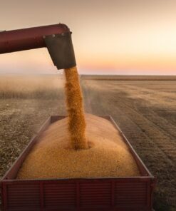 Fototapeta Sklizeň obilovin