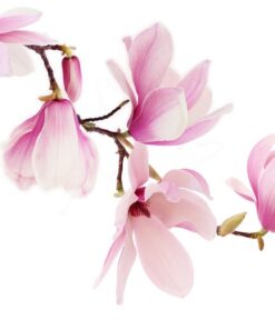 Fototapeta Magnolia květ