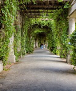 Fototapeta Ivy and Pillars