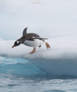 Fototapeta Skok tučňáka