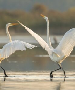 Fototapeta Tančící volavky