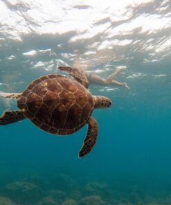 Fototapeta Plavání s želvou