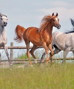 Fototapeta Tři koně