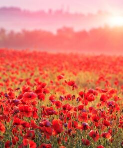 Fototapeta Červené máky 3