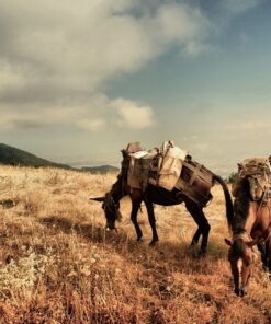 Fototapeta Dva koně 2