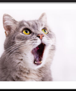 Plakát Zívající kočka