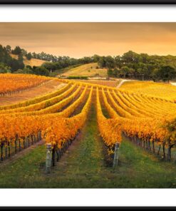 Plakát Australian Vineyard