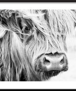 Černá kráva plakát