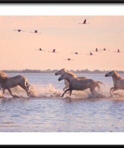 Koně v běhu plakát