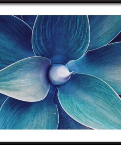 Agáve listy plakát 2