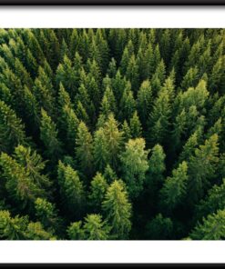 Plakát koruny stromů