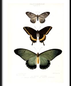 Plakát druhů motýlů
