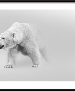 Plakát ledního medvěda