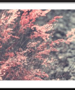 Plakát růžové trávy