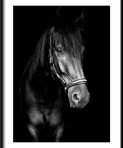 Plakát Černý kůň