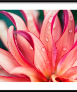 Růžový květ plakát