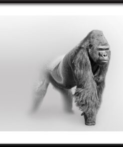 Plakát Gorila V Mlze