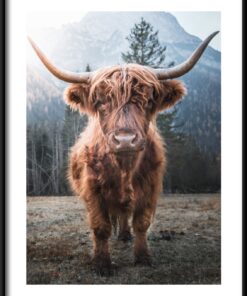 Plakát rohatého dobytka
