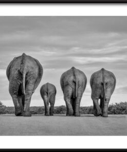 Plakát sloní rodiny