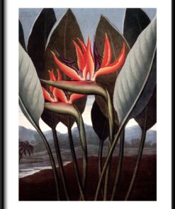 Červený plakát Strelitzia
