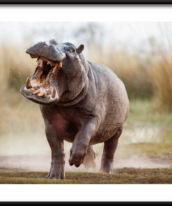 Hroch běžící plakát