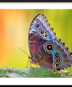 Krása motýli plakát