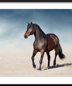 Kůň Na Písku Plakát