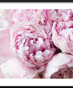 Plakát růžové pivoňky 2