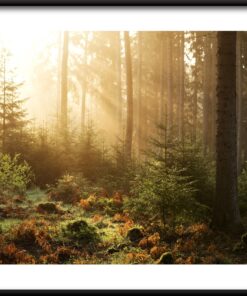 Slunečný les plakát