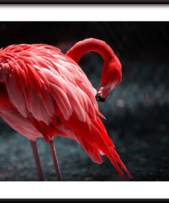 Červený pták plakát