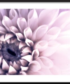 Plakát Dahlia Violet