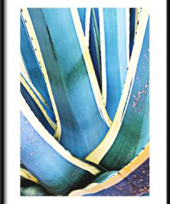 Agáve listy plakát