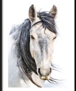 Koně portrét plakát