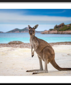 Klokan Na Pláži Plakát