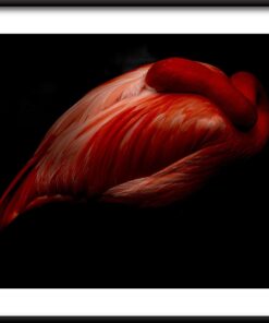 Plakát spícího ptáka