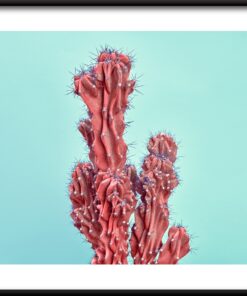 Plakát červený kaktus