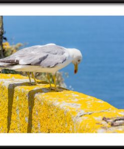 Plakát sledování racka