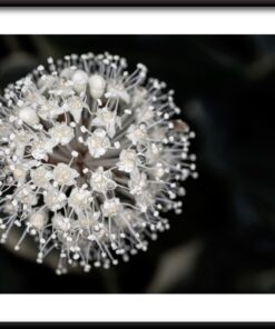 Bílý květ plakát