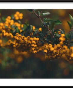 Plakát Rowan korály