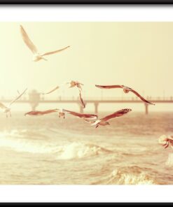 Plakát s přímořskými ptáky