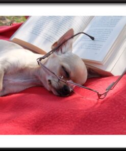 Spící čtenář plakát