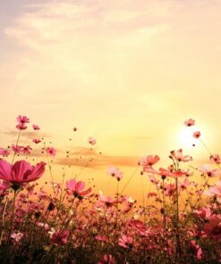 Fototapeta Margaretki o Západu