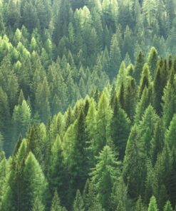 Fototapeta Zelený les 2