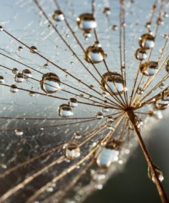 Fototapeta Morning Dew 2