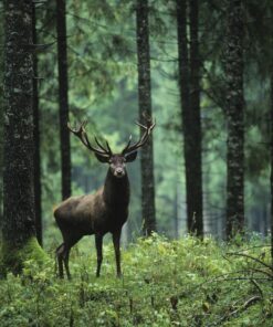 Fototapeta Jelen v lese 3