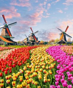 Fototapeta Tulipány a větrné mlýny