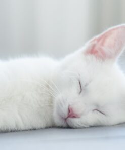 Fototapeta Bílá kočka