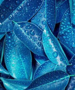 Fototapeta Blue Leaves 3