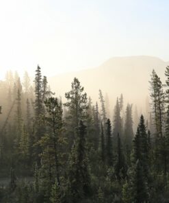 Fototapeta Tundra forest