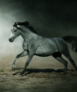 Fototapeta Arabský kůň